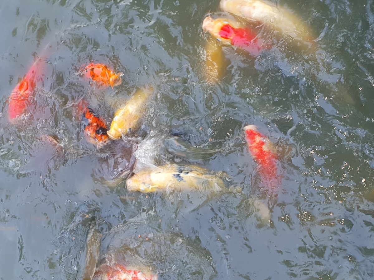 Koi am Tempelteich